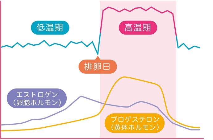 2つのホルモンは周期的に増減を繰り返す