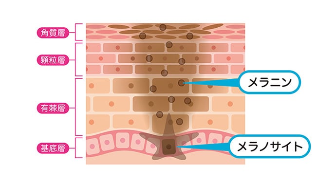 ストレスでシミができる肌の仕組み