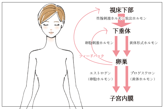 女性ホルモンの分泌の指令