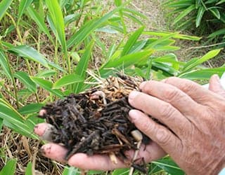 植物原料の栽培方法